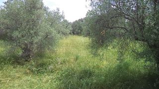 Οικόπεδο 4.770 τ.μ. για ενοικίαση, Ν. Λέσβου, Λέσβος - Μυτιλήνη-thumb-7