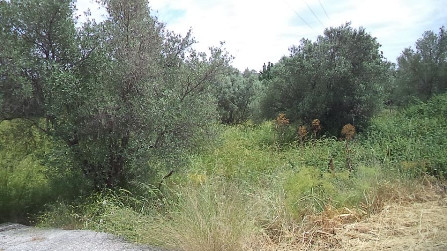 Οικόπεδο 4.770 τ.μ. πρός ενοικίαση, Ν. Λέσβου, Λέσβος - Μυτιλήνη
