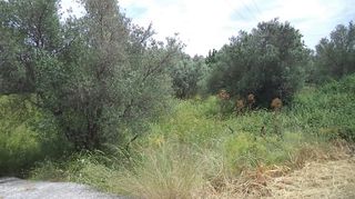 Οικόπεδο 4.770 τ.μ. για ενοικίαση, Ν. Λέσβου, Λέσβος - Μυτιλήνη-thumb-2
