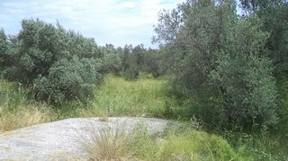 Οικόπεδο 4.770 τ.μ. για ενοικίαση, Ν. Λέσβου, Λέσβος - Μυτιλήνη-thumb-5