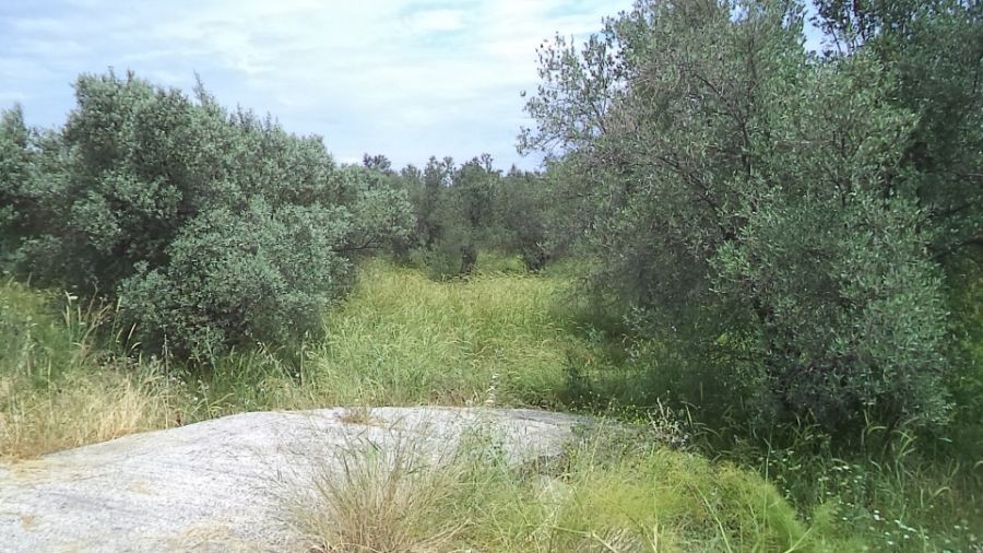 Οικόπεδο 4.770 τ.μ. πρός ενοικίαση, Ν. Λέσβου, Λέσβος - Μυτιλήνη