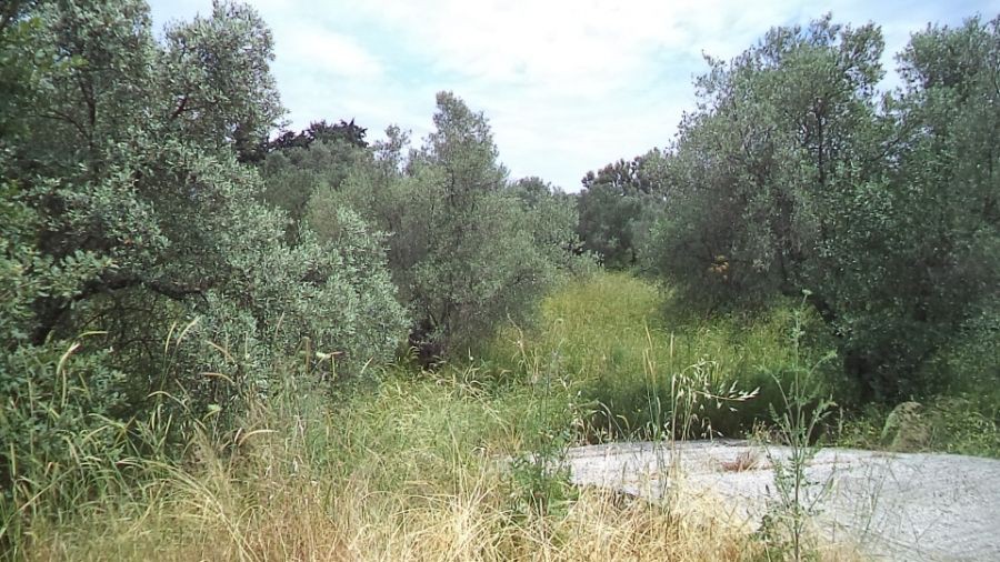 Οικόπεδο 4.770 τ.μ. πρός ενοικίαση, Ν. Λέσβου, Λέσβος - Μυτιλήνη