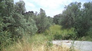 Οικόπεδο 4.770 τ.μ. για ενοικίαση, Ν. Λέσβου, Λέσβος - Μυτιλήνη-thumb-1