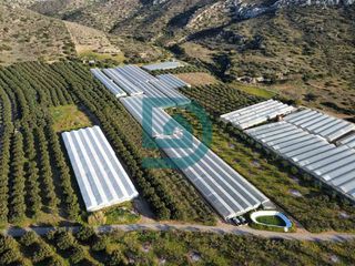 Αγροτεμάχια 4.000 τ.μ. για πώληση