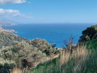 Αγροτεμάχια 10.008 τ.μ. για πώληση