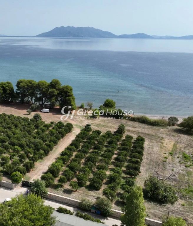 Οικόπεδο 15.000 τ.μ. προς πώληση, Αργολίδα, Επίδαυρος