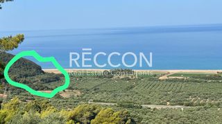 Αγροτεμάχια 6.626 τ.μ. για πώληση