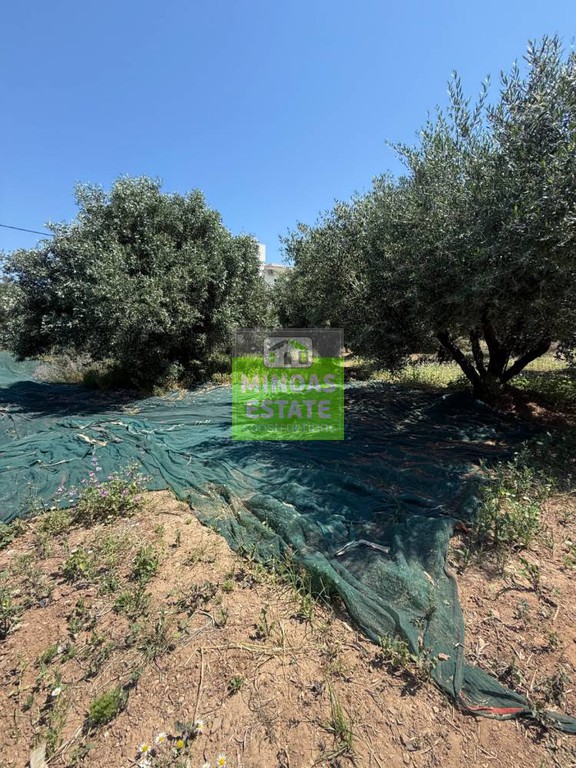 Οικόπεδο 455 τ.μ. προς πώληση, Άγιος Αντώνιος Κισσάμου