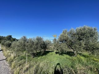 Αγροτεμάχια 8.200 τ.μ. για πώληση
