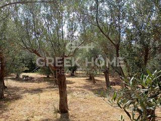 Οικόπεδο 1.296 τ.μ. για πώληση