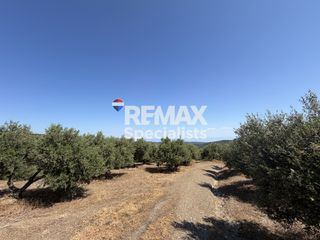 Αγροτεμάχια 27.000 τ.μ. για πώληση