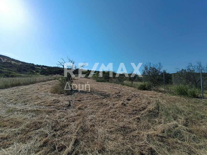 Αγροτεμάχια 4.540 τ.μ. προς πώληση, Γλαφυρά