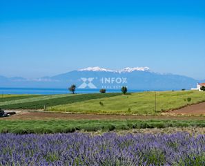 Αγροτεμάχια 11.300 τ.μ. για πώληση