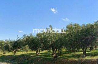 Αγροτεμάχια 1.813 τ.μ. για πώληση