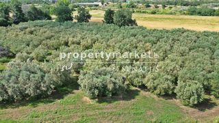 Αγροτεμάχια 7.313 τ.μ. πρός πώληση, Ν. Καβάλας, Χρυσούπολη-thumb-4