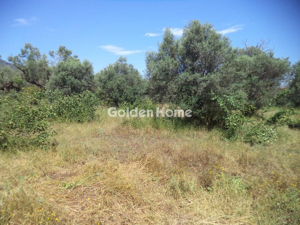 Αγροτεμάχια 2.704 τ.μ. προς πώληση, Αχαΐα, Διακοπτό