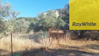 Αγροτεμάχια 4.100 τ.μ. για πώληση