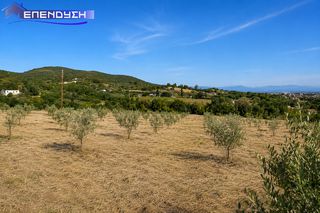Αγροτεμάχια 4.000 τ.μ. για πώληση