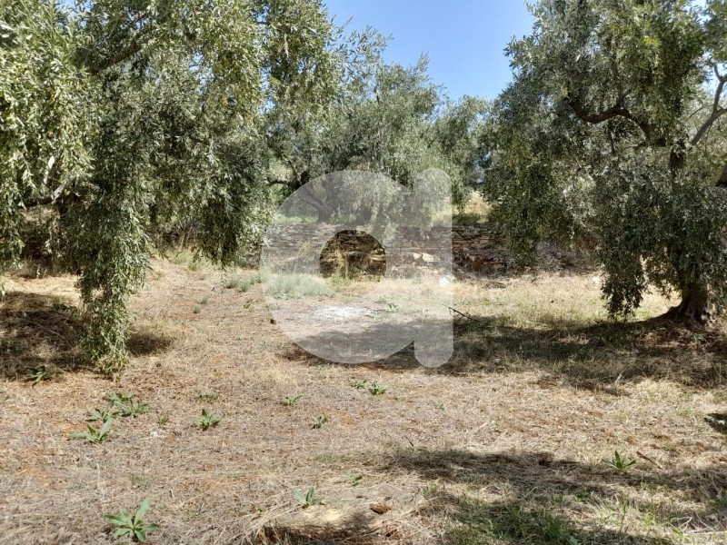 Οικόπεδο 6.500 τ.μ. πρός πώληση, Μαγνησία, Αφέτες