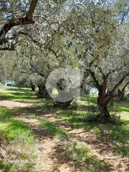 Οικόπεδο 6.500 τ.μ. πρός πώληση