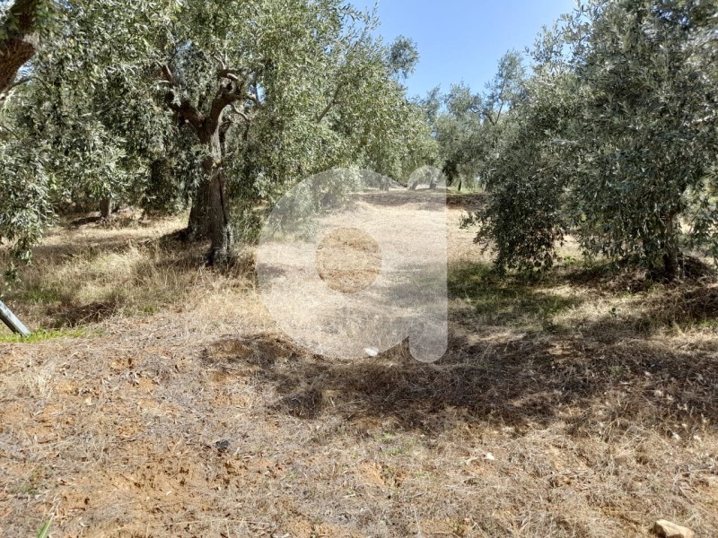 Οικόπεδο 6.500 τ.μ. πρός πώληση, Μαγνησία, Αφέτες