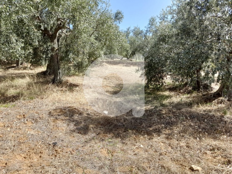 Οικόπεδο 6.500 τ.μ. πρός πώληση, Μαγνησία, Αφέτες