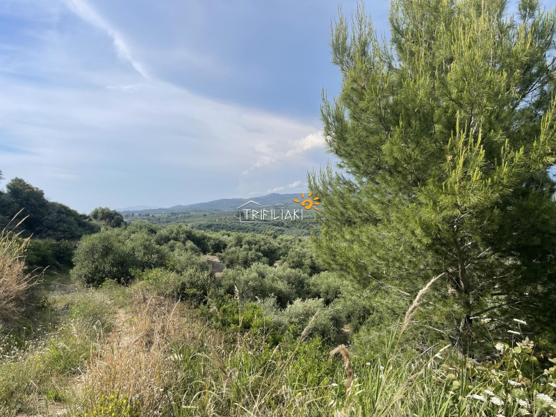 Αγροτεμάχια 9.954,97 τ.μ. προς πώληση, Κυπαρισσία Μεσσηνίας