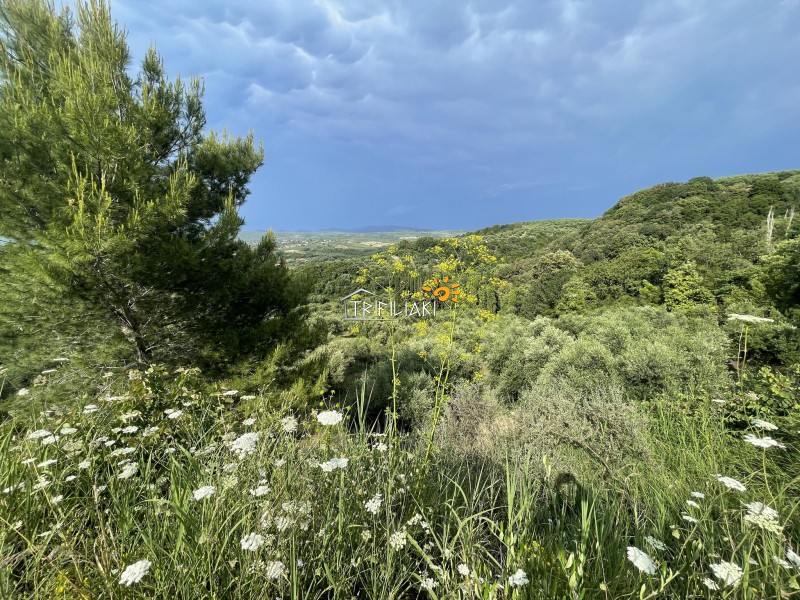 Αγροτεμάχια 9.954,97 τ.μ. προς πώληση, Κυπαρισσία Μεσσηνίας