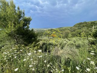 Αγροτεμάχια 9.954,97 τ.μ. προς πώληση, Κυπαρισσία Μεσσηνίας-thumb-2