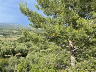 Αγροτεμάχια 9.954,97 τ.μ. προς πώληση, Κυπαρισσία Μεσσηνίας-thumb-6