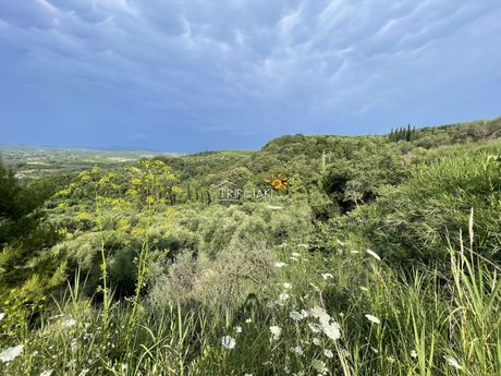 Αγροτεμάχια 9.954,97 τ.μ. προς πώληση