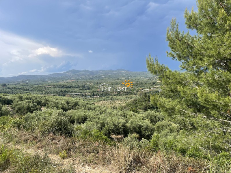 Αγροτεμάχια 9.954,97 τ.μ. προς πώληση, Κυπαρισσία Μεσσηνίας