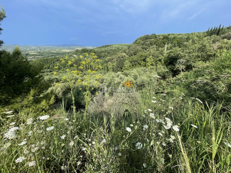 Αγροτεμάχια 9.954,97 τ.μ. προς πώληση, Κυπαρισσία Μεσσηνίας