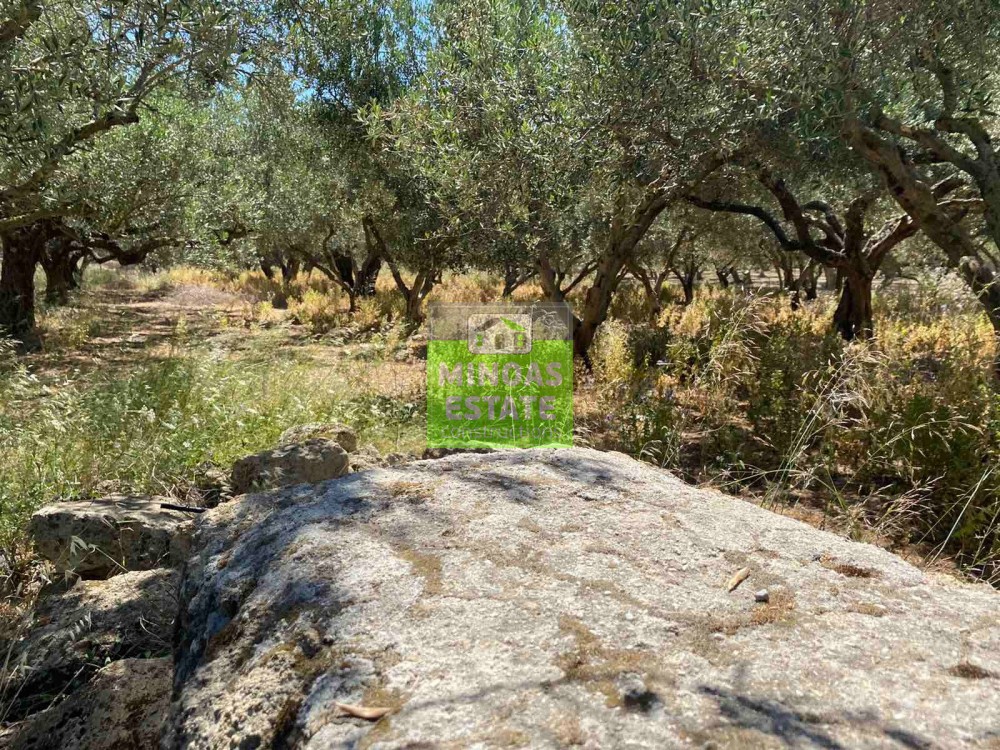 Οικόπεδο 1.300 τ.μ. προς πώληση, Άγιος Αντώνιος Κισσάμου
