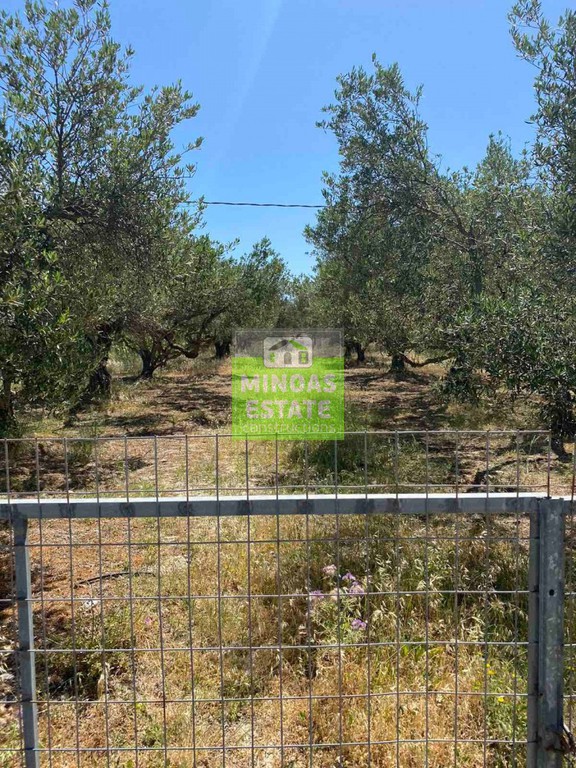 Οικόπεδο 1.300 τ.μ. προς πώληση, Άγιος Αντώνιος Κισσάμου
