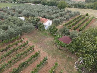 Φάρμα / ράντσο 7.750 τ.μ. για πώληση, Ν. Δράμας, Προσοτσάνη-thumb-8
