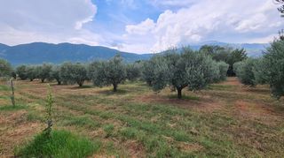 Φάρμα / ράντσο 7.750 τ.μ. για πώληση, Ν. Δράμας, Προσοτσάνη-thumb-36