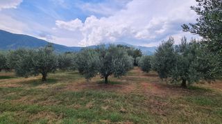 Φάρμα / ράντσο 7.750 τ.μ. για πώληση, Ν. Δράμας, Προσοτσάνη-thumb-37