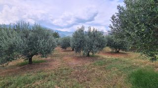 Φάρμα / ράντσο 7.750 τ.μ. για πώληση, Ν. Δράμας, Προσοτσάνη-thumb-38