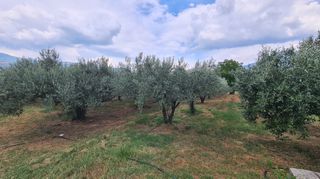 Φάρμα / ράντσο 7.750 τ.μ. για πώληση, Ν. Δράμας, Προσοτσάνη-thumb-40