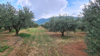 Φάρμα / ράντσο 7.750 τ.μ. για πώληση, Ν. Δράμας, Προσοτσάνη-thumb-41