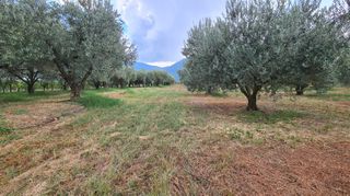 Φάρμα / ράντσο 7.750 τ.μ. για πώληση, Ν. Δράμας, Προσοτσάνη-thumb-42
