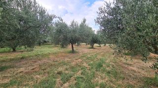 Φάρμα / ράντσο 7.750 τ.μ. για πώληση, Ν. Δράμας, Προσοτσάνη-thumb-57