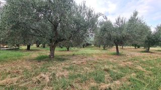 Φάρμα / ράντσο 7.750 τ.μ. για πώληση, Ν. Δράμας, Προσοτσάνη-thumb-58