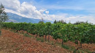 Φάρμα / ράντσο 7.750 τ.μ. για πώληση, Ν. Δράμας, Προσοτσάνη-thumb-60