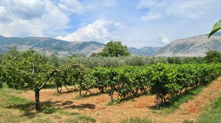 Φάρμα / ράντσο 7.750 τ.μ. για πώληση, Ν. Δράμας, Προσοτσάνη-thumb-21