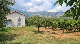 Φάρμα / ράντσο 7.750 τ.μ. για πώληση, Ν. Δράμας, Προσοτσάνη-thumb-22