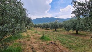 Φάρμα / ράντσο 7.750 τ.μ. για πώληση, Ν. Δράμας, Προσοτσάνη-thumb-35