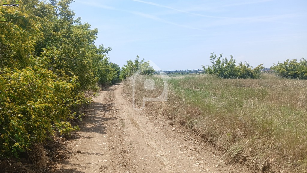 Γη 24.400 τ.μ. προς πώληση, Κηκίδι