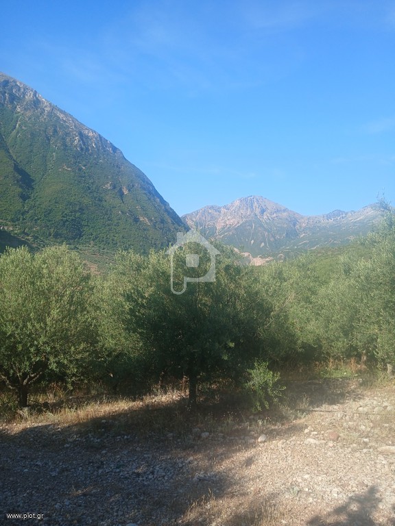 Αγροτεμάχια 12.000 τ.μ. προς πώληση, Κέντρο Αιγίου